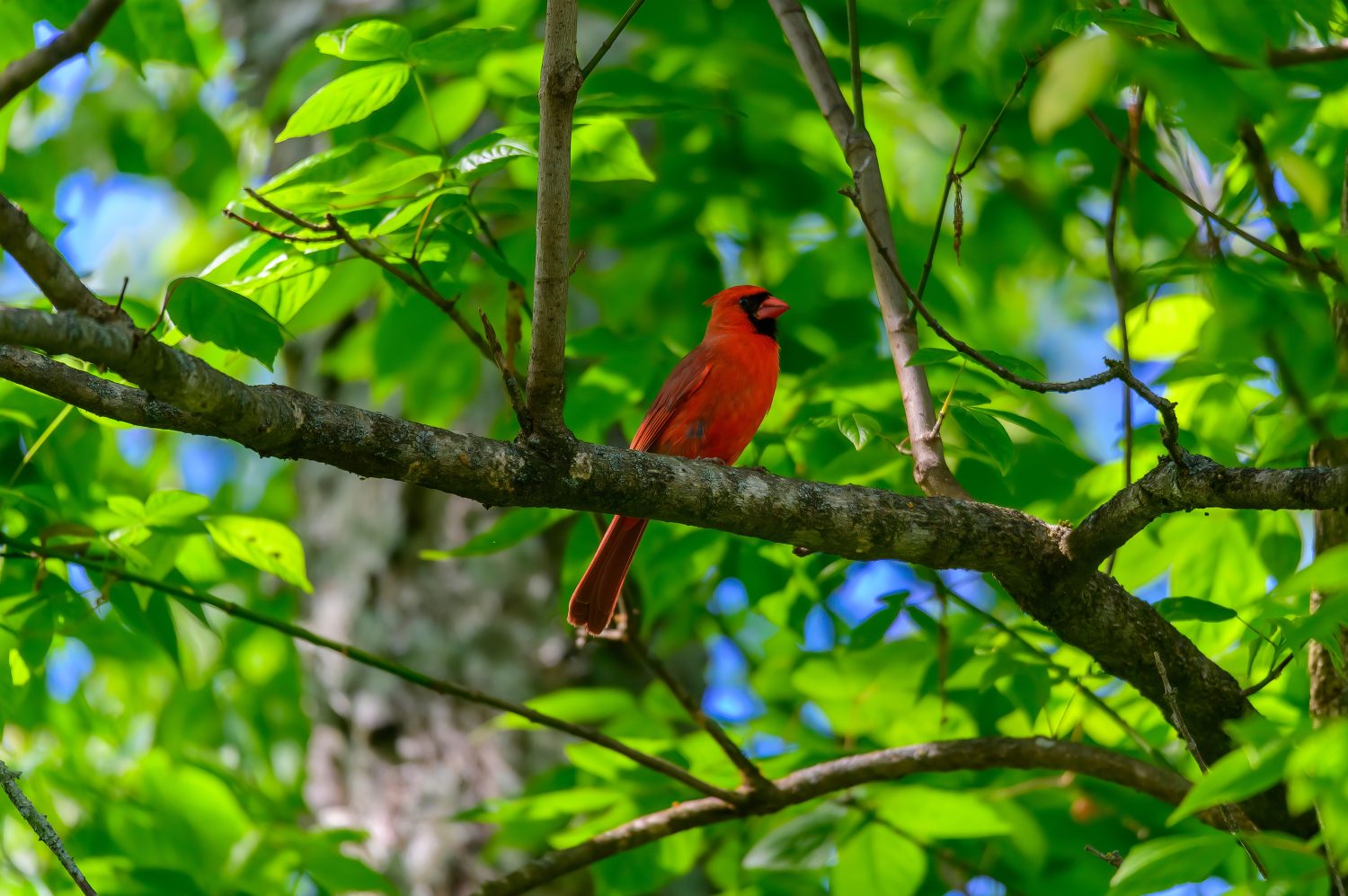 Un cardinale settentrionale si appollaia su un albero al Chattahoochee Nature Center, a Roswell, Georgia., Uccelli che trascorrono i loro inverni in Georgia