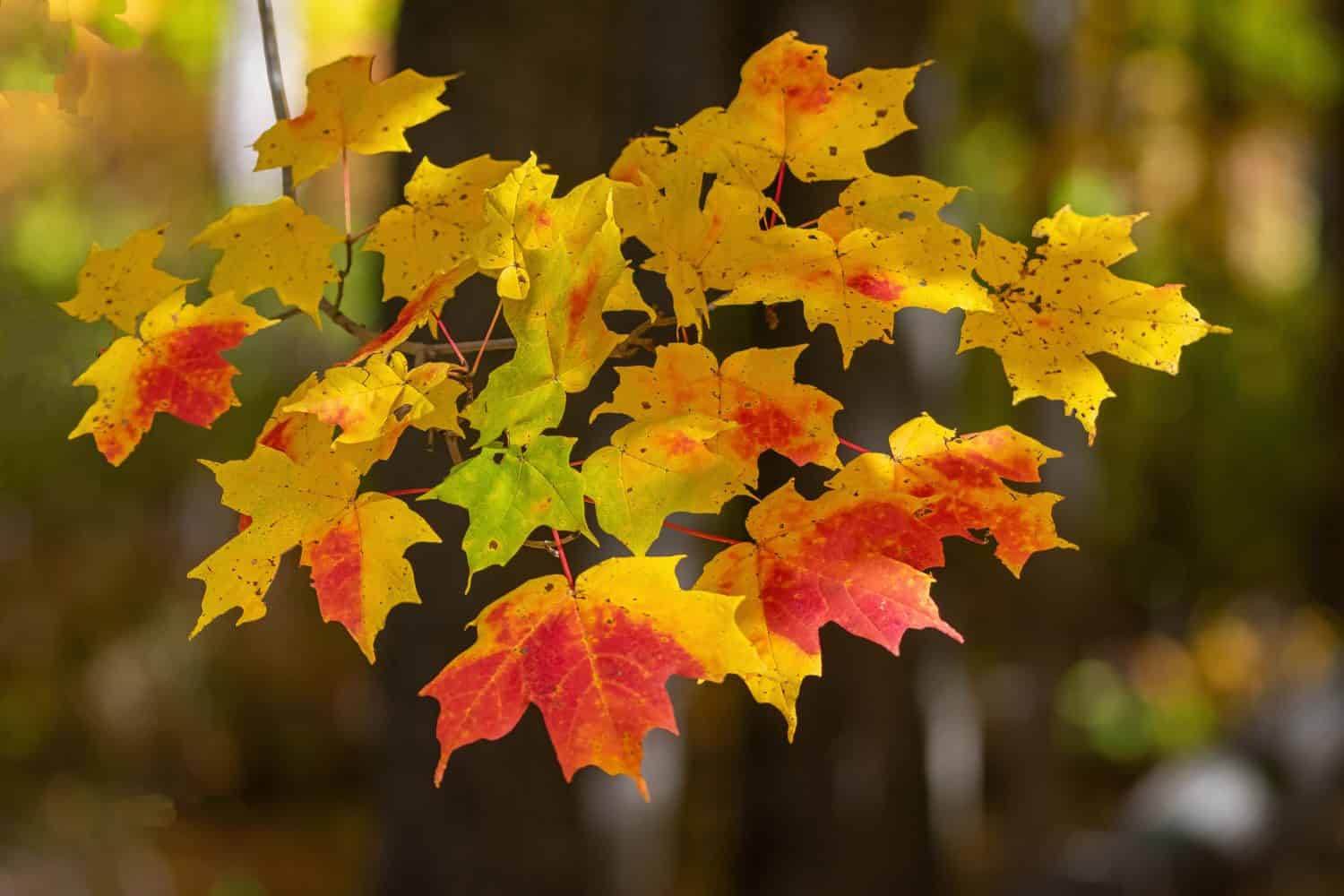 Foglie d'oro, arancioni e rosse su un ramo basso con il sole che splende su di loro