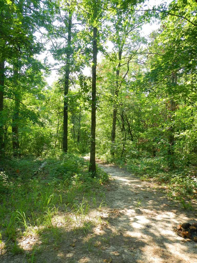 Il sentiero che porta alla Driskill Mountain in Louisiana.