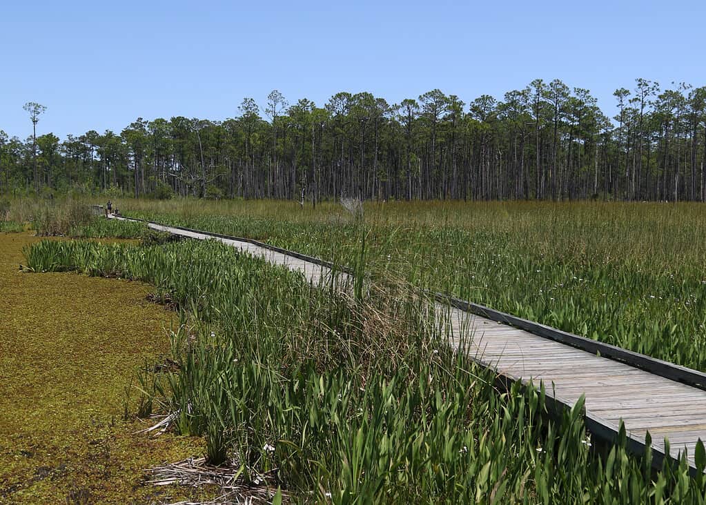 Sentiero della passerella al Big Branch Marsh National Wildlife Refuge, Louisiana