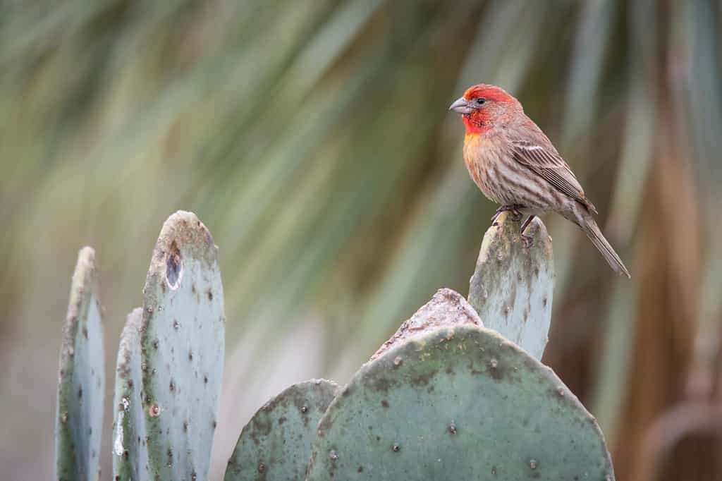 Un Fringillide domestico appollaiato su un cactus al Mitchell Lake Audubon Center vicino a San Antonio, Texas.