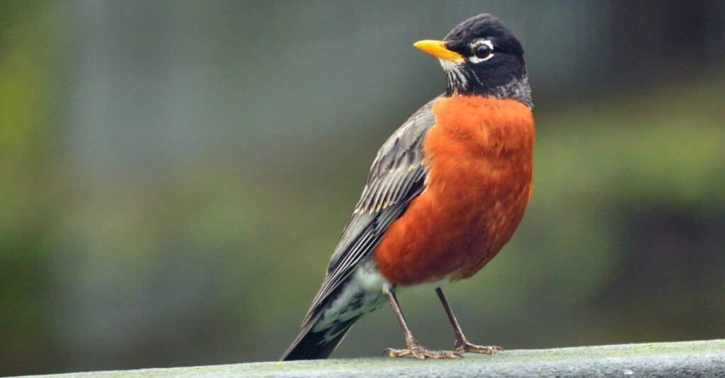 Pettirosso americano appollaiato su un ramoIl pettirosso è al centro dell'inquadratura, guardando a sinistra.  L'uccello ha il corpo color ruggine, ali marrone medio e testa più scura.  sfondo verde indistinto.