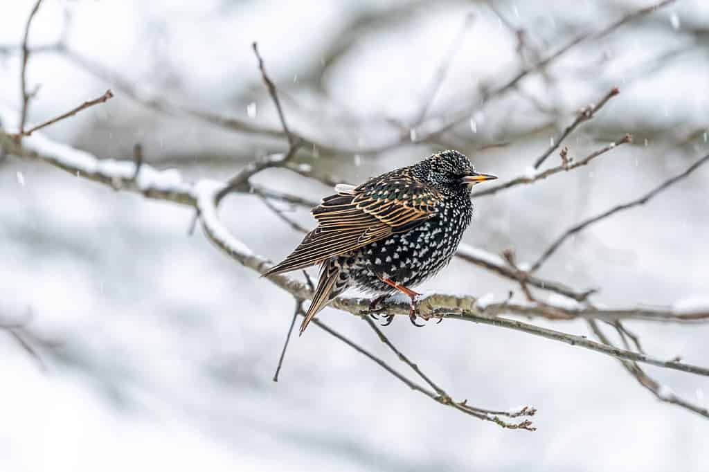 Storno europeo un singolo uccello appollaiato seduto sul ramo nudo di un albero durante il primo piano della neve invernale in Virginia isolato con motivo piumaggio