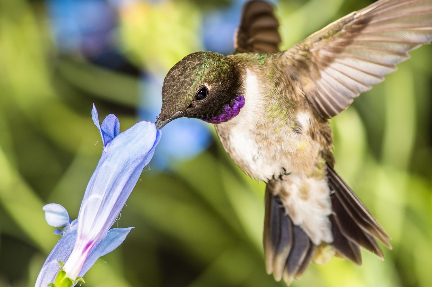 Colibrì dal mento nero alla ricerca del nettare tra i fiori blu