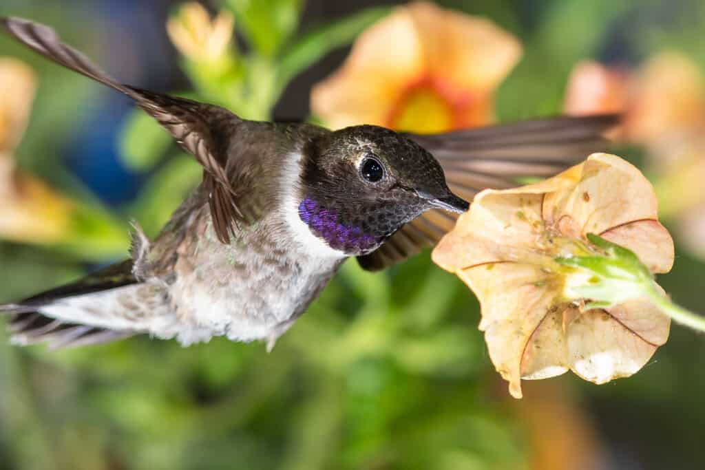 Colibrì dal mento nero