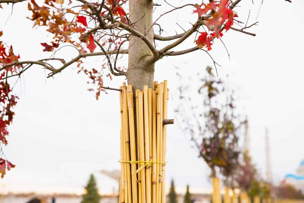 Giovane tronco di quercia avvolto con una benda di canne per proteggerlo dal gelo e dalle scottature solari nel giardino autunnale.  Protezione dal freddo, dagli insetti, dai raggi solari.  Giardinaggio.  Vista frontale