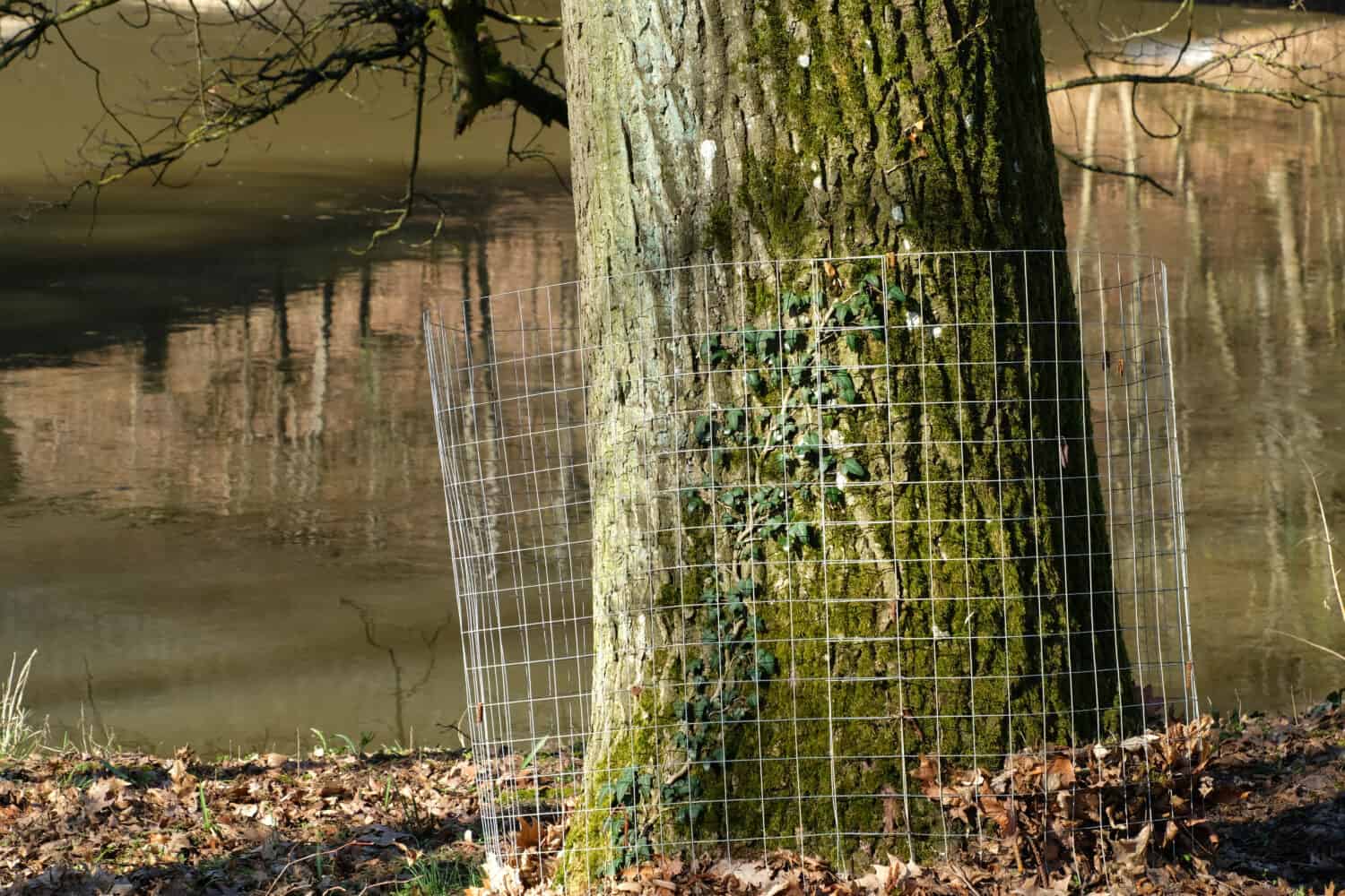 Recinzione in rete d'acciaio per impedire ai castori di masticare alberi maturi.  Proteggi i singoli alberi avvolgendoli con una pesante recinzione metallica attorno alle loro basi.  I boscaioli esperti non riescono a metterci i denti addosso.