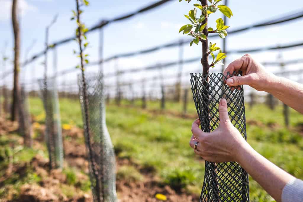 L'agricoltore sta avvolgendo la rete di plastica protettiva sull'alberello di frutta nel frutteto.  Giardinaggio e attività agricola in primavera.  Melo in azienda agricola biologica