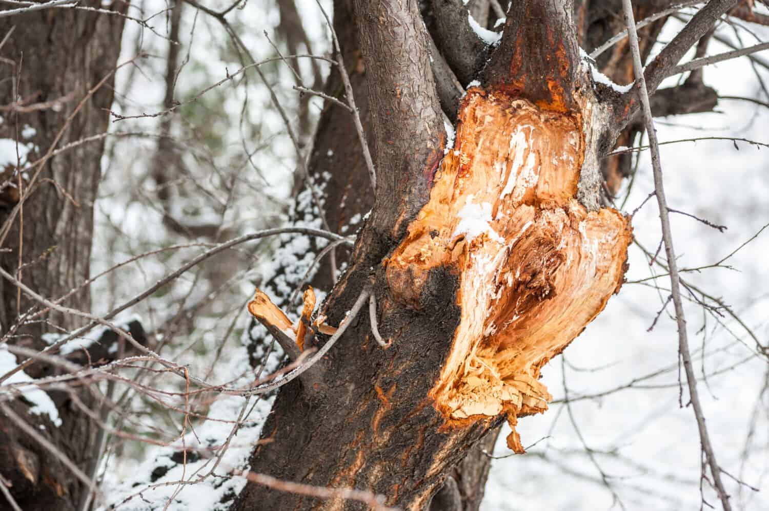 Primo piano di un grande ramo di albero rotto e danneggiato incrinato dopo una forte tempesta con neve e forte vento nella stagione invernale