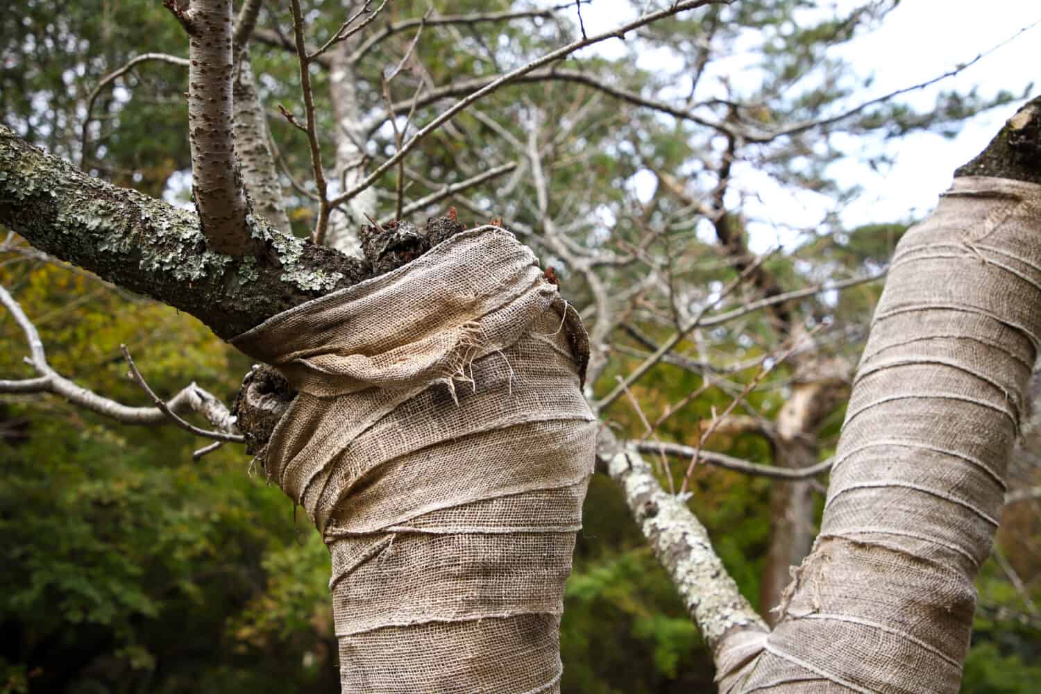 Il tronco di un albero avvolto in un sacco Per trattare la corteccia