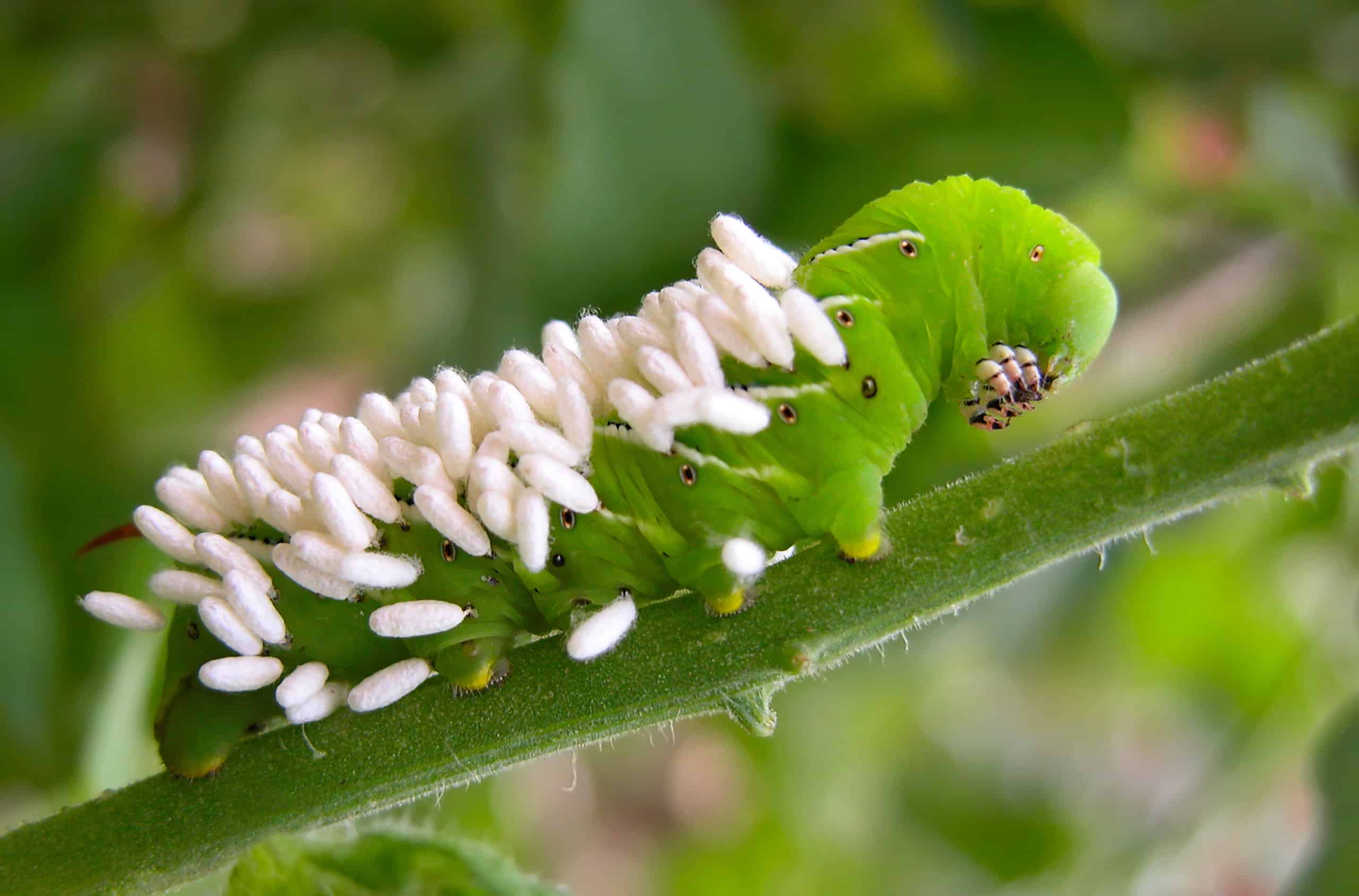 Hornworm di pomodoro con uova di vespa