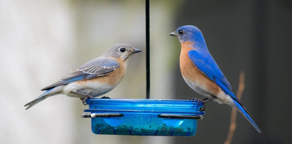 Bluebirds orientali maschii e femminili sull'alimentatore