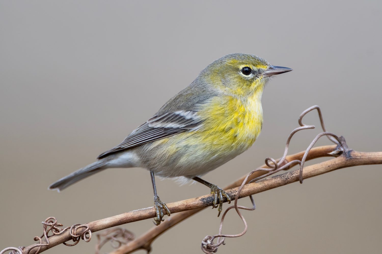 Pine Warbler appollaiato sulla vite nell'inverno della Louisiana