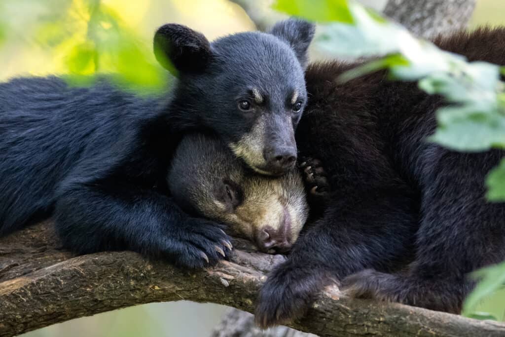 cuccioli di orso nero