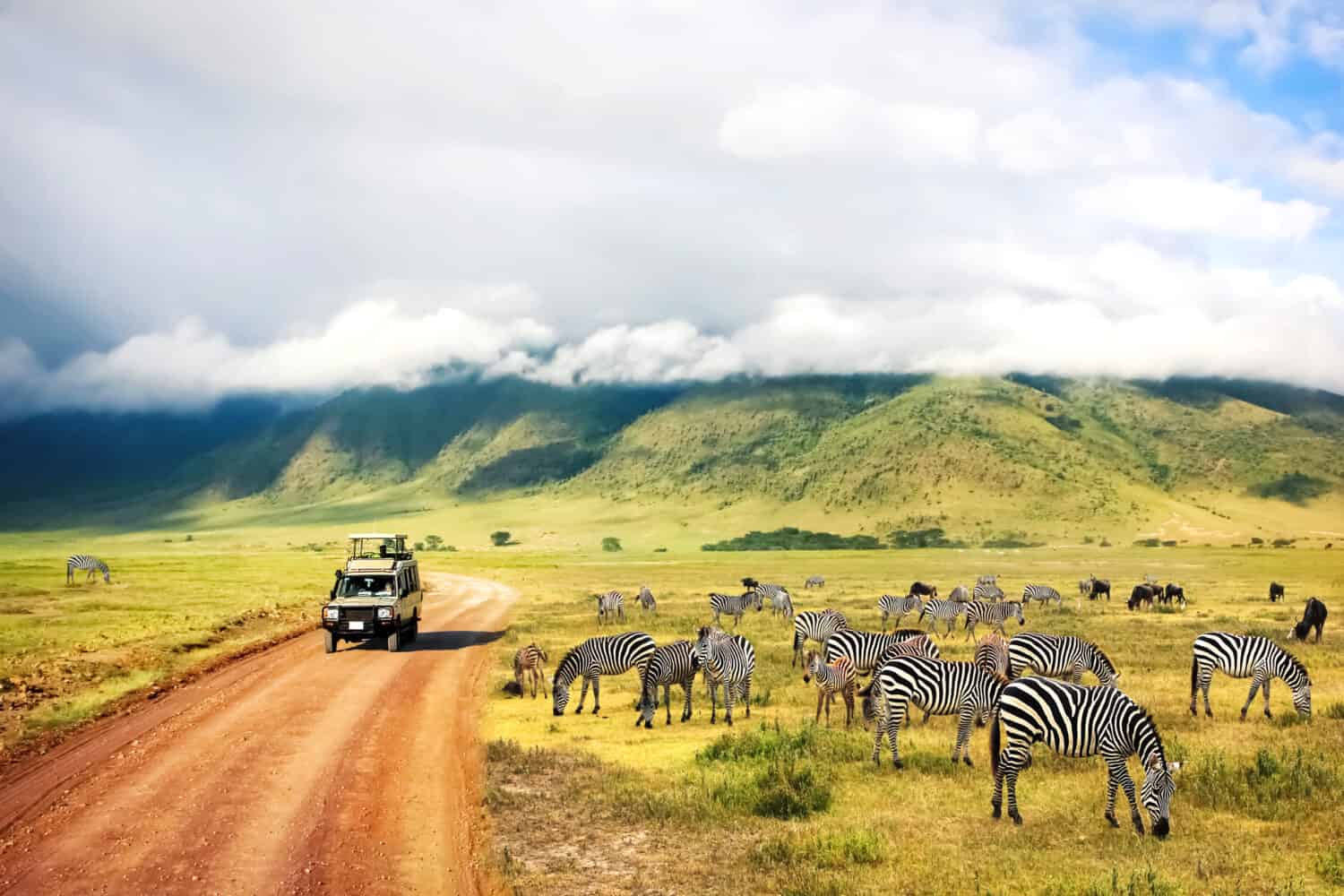 Natura selvaggia dell'Africa.  Zebre contro montagne e nuvole.  Safari nel Parco Nazionale del Cratere di Ngorongoro.  Tanzania.