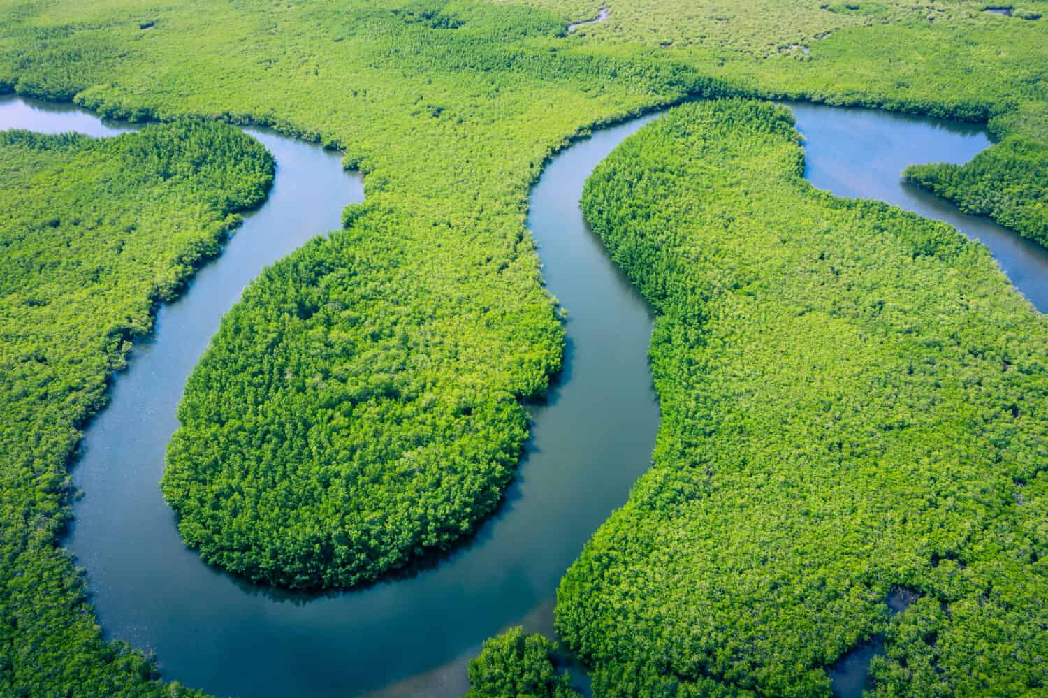 Veduta aerea della foresta amazzonica del Brasile, Sud America.  Foresta verde.  Vista a volo d'uccello.