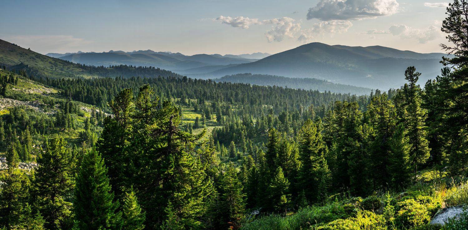 Splendida vista del tramonto nella foresta di cedri di fronte alla catena montuosa Sayan, parco nazionale Ergaki, regione di Krasnoyarsk, Siberia, Russia