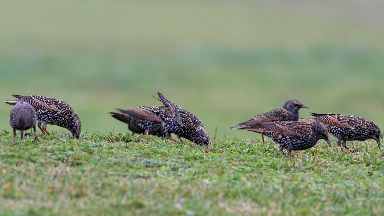 Stormo di storni in cerca di cibo nell'erba, nel nord del Portogallo (Focus su tre uccelli)