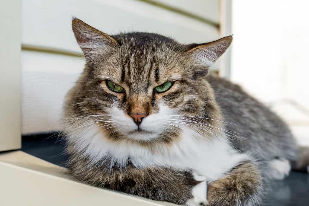 Gatto arrabbiato con espressione infelice sdraiato sul davanzale della casa.