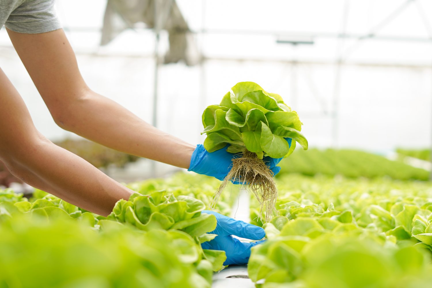 L'agricoltore raccoglie prodotti agricoli e verdure fresche in serra o in fattoria biologica per la catena di fornitura e consegna al cliente fattoria idroponica e agricoltura per la fornitura alimentare