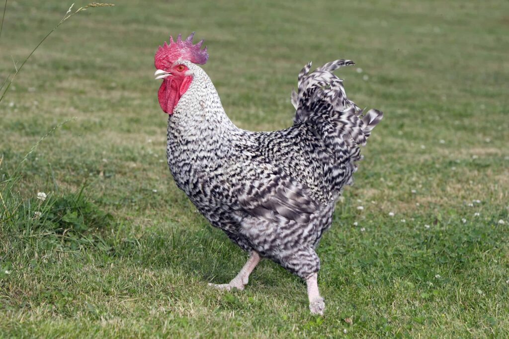 Gallo della Marans