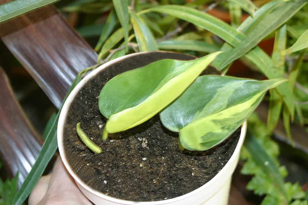 Il Philodendron hederaceum "Brasil" è un classico filodendro Heartleaf con foglie variegate, con tratti di giallo e verde lime attraverso la pianta da appartamento in vaso dal fogliame verde intenso.