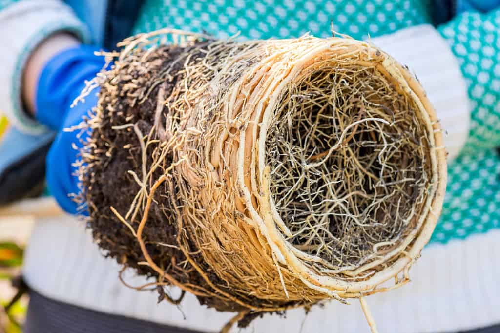 Il giardiniere tiene in mano la pianta domestica preparata per il trapianto in un nuovo vaso.  Rinvaso di pianta che presenta radici nel terreno a forma di vaso di fiori.