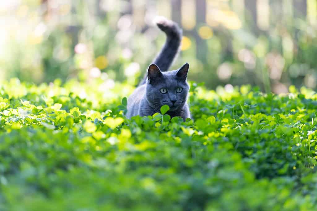 Gatto che cammina nella pianta del trifoglio con fiori bianchi