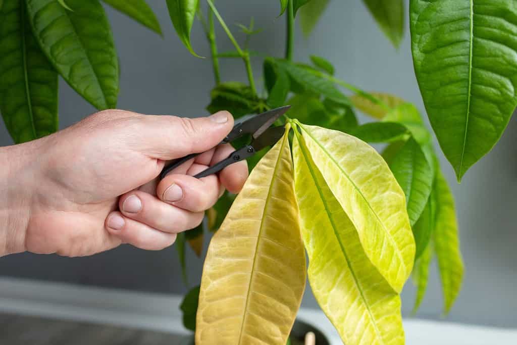 Taglio delle foglie morte potate da una pianta di Pachira Aquatica.  Concetto di cura delle piante d'appartamento.