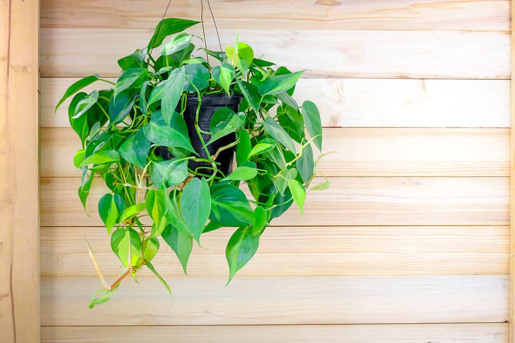 Il Philodendron Brasil (Philodendron Hederaceum Scandens Brasil) è appeso alla parete di legno.  Pianta rampicante tropicale con strisce gialle in vaso di fiori.  Pianta d'appartamento verde sulla parete di quercia, decorazione interna moderna