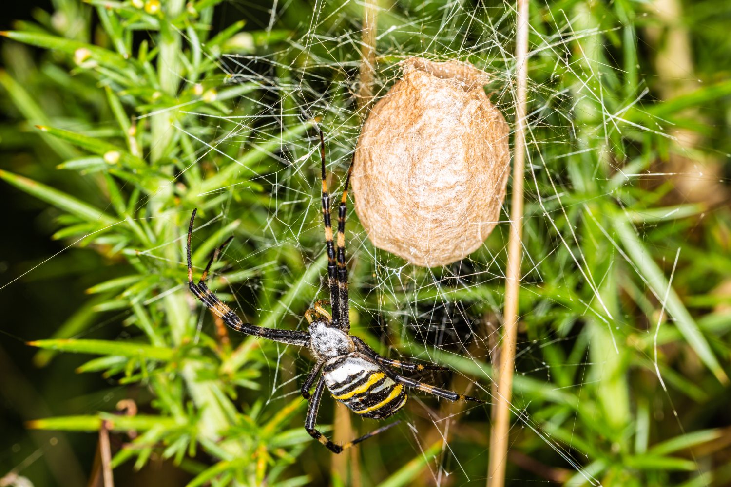 Fotografia a colori della fauna selvatica del ragno Wasp (Argiope bruennichi) con sacco di uova.  identificazione delle uova di ragno