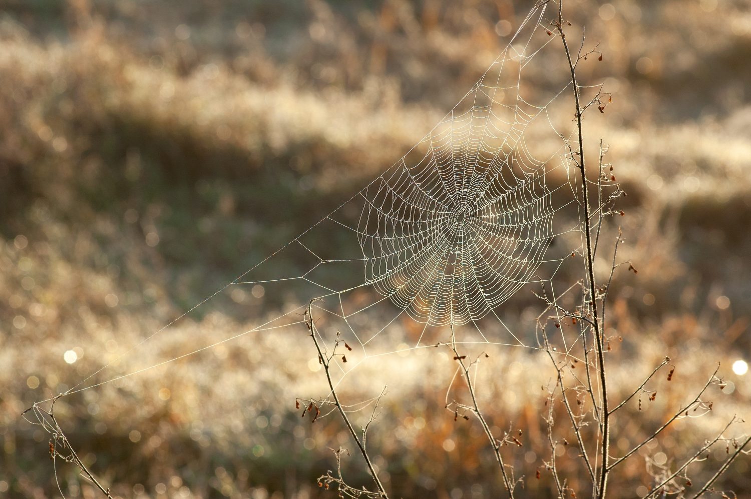 Una ragnatela tra due steli secchi in un prato mattutino.  Il web è ancorato in una cornice triangolare e perfettamente a fuoco su uno sfondo bokeh caldo.  Texture e punti salienti interessanti. 