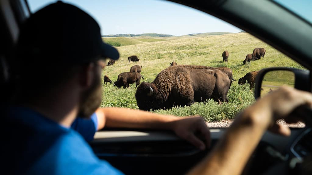 Guardare Bison dal finestrino dell'auto