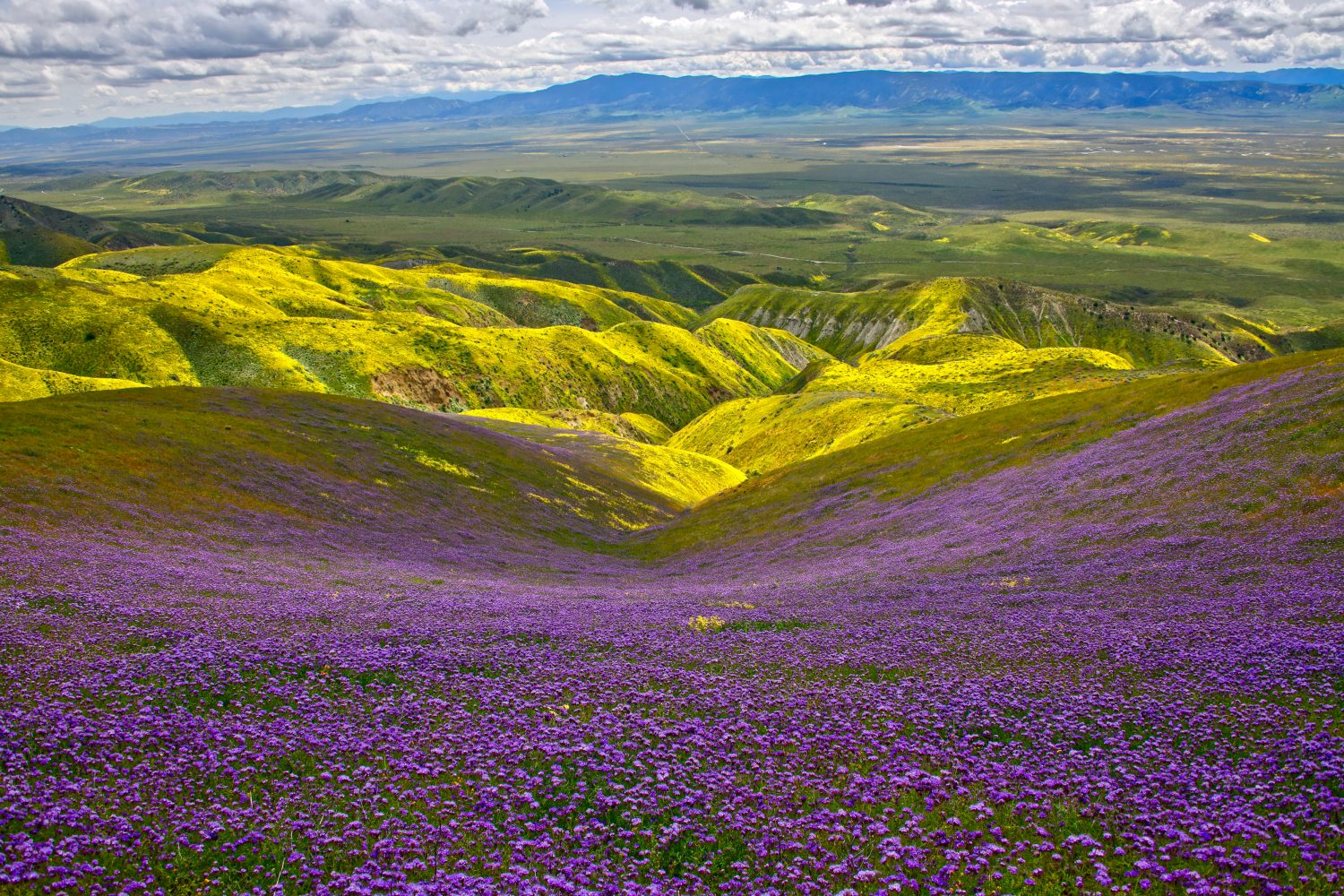 Carrizo Plain National Monument fiori selvatici primaverili superbloom 2019