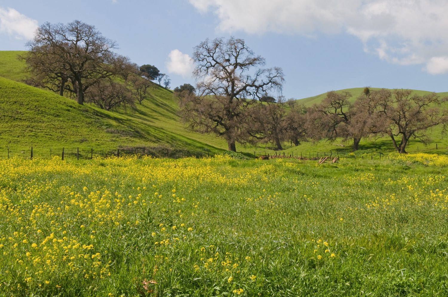 Verdi colline e fiori selvatici lungo il Pacheco Pass, Hollister, California