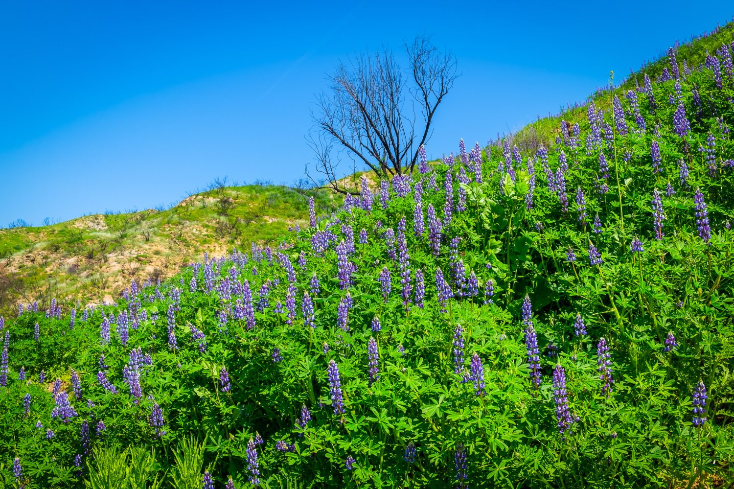 Fiori selvatici di lupino nel Malibu Creek State Park nelle montagne di Santa Monica nella primavera del 2019