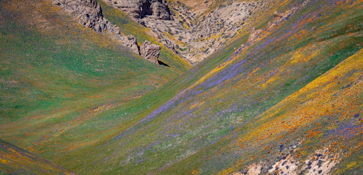 Pendio delle colline Gorman con colorata fioritura primaverile in California.