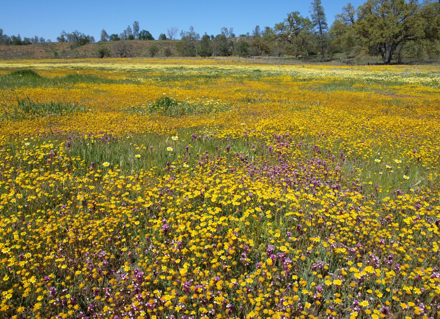 macro fiori di campo, shell creek road, contea di san luis obispo, california