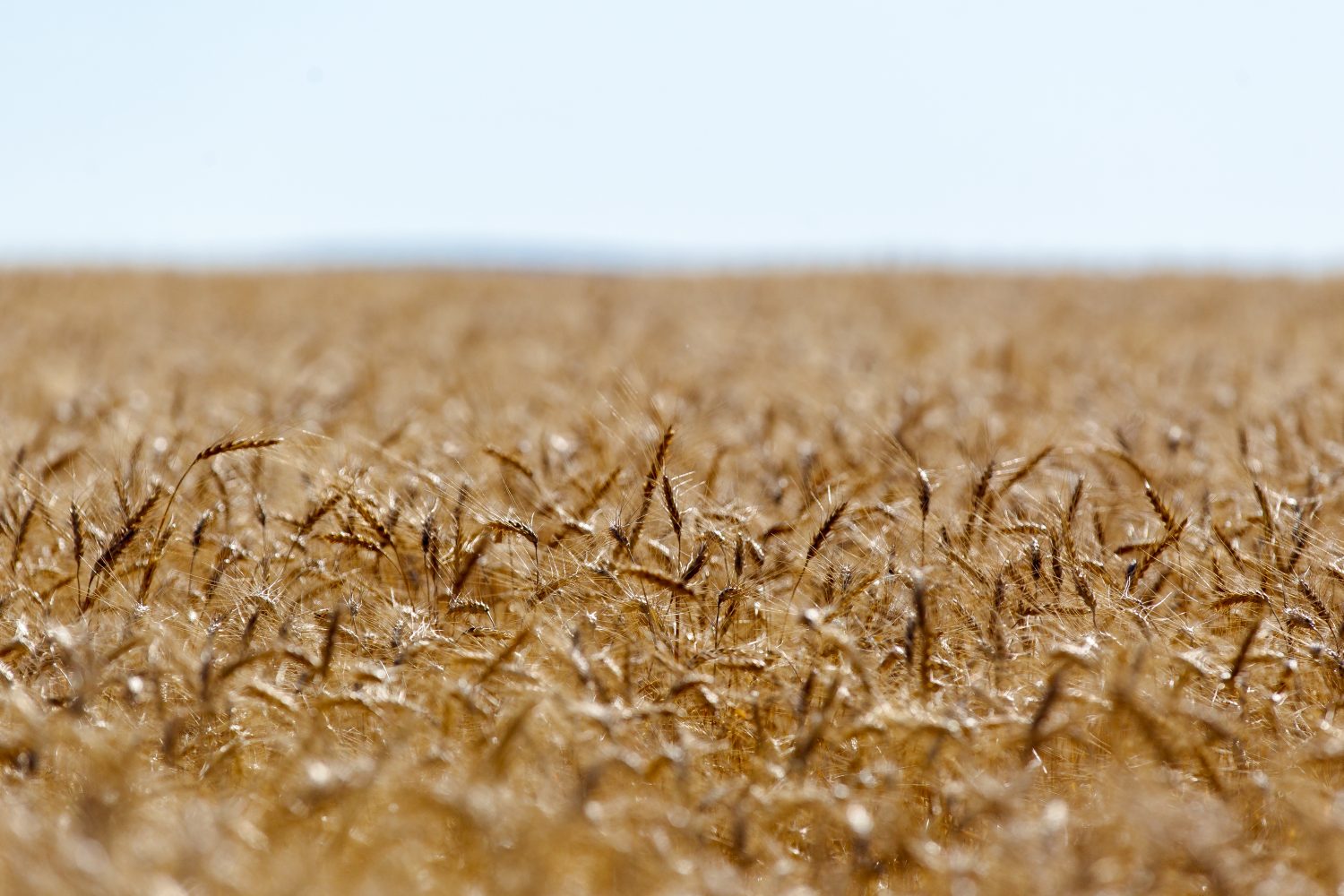 Un campo di grano dorato a Havre, nel Montana.