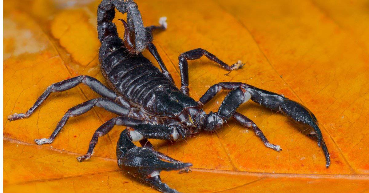 Scorpioni più grandi: scorpione malese