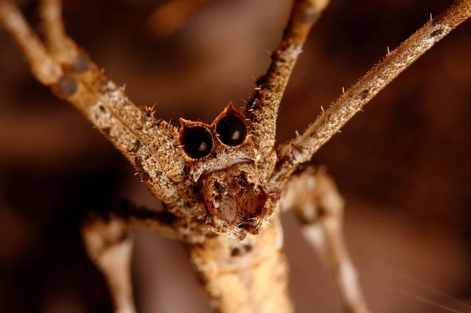 Ragno dalla faccia di orco o ragno che lancia reti del genere Deinopis.  Questi ragni notturni hanno occhi enormi che permettono loro di vedere durante la notte.  Foto scattata nella Ndumo Game Reserve, in Sud Africa.