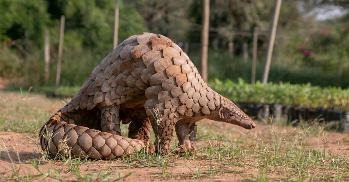 Animali che stanno svegli tutta la notte - Pangolino