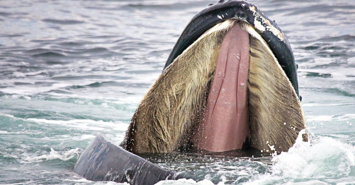 cosa mangiano le balene: i fanoni