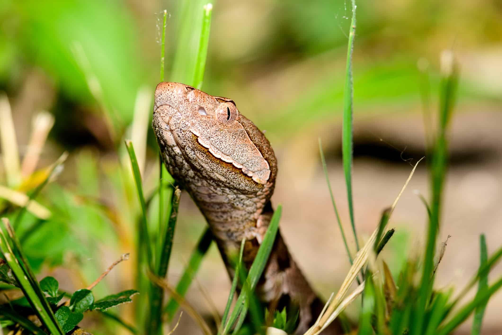 Serpente testa di rame orientale