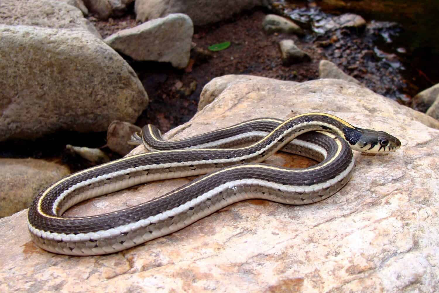 Serpente giarrettiera dal collo nero, Thamnophis cyrtopsis