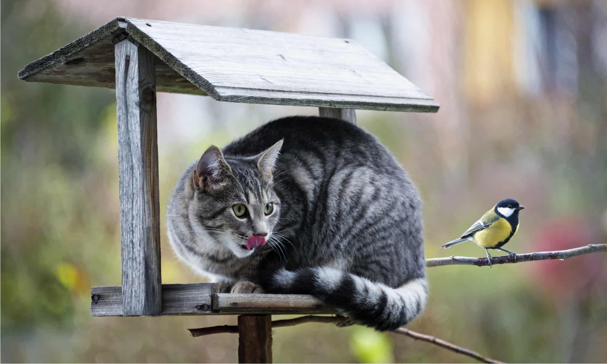 Gatto che insegue l'uccello