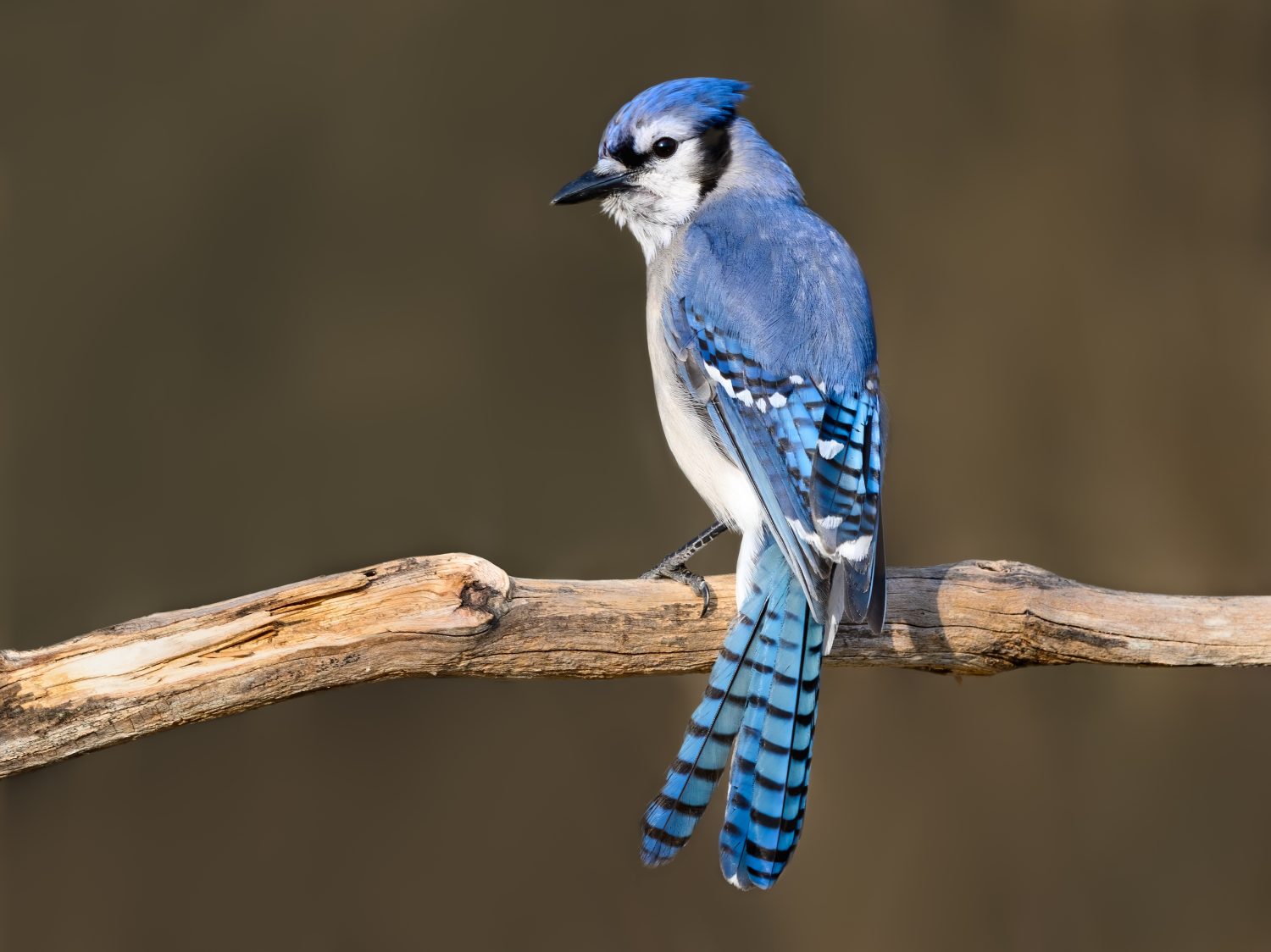 Ritratto di Blue Jay all'inizio della primavera su sfondo marrone