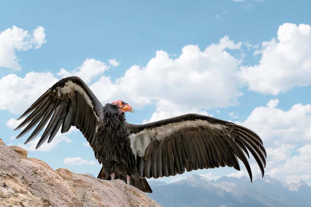 Uccello del condor della California su una roccia con le ali spiegate contro il cielo blu