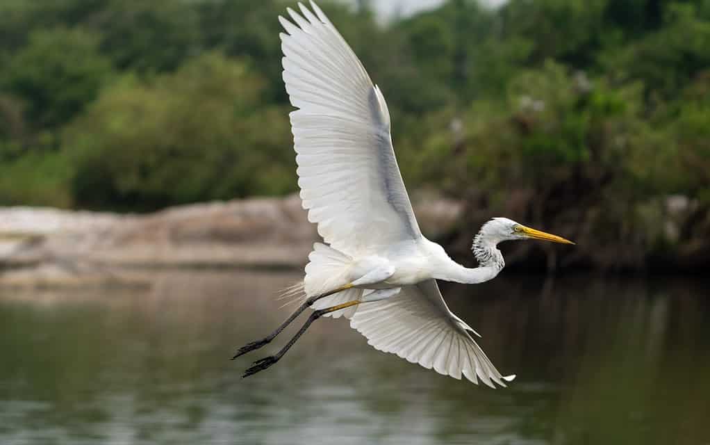 Airone bianco maggiore (Ardea alba) noto anche come garzetta comune