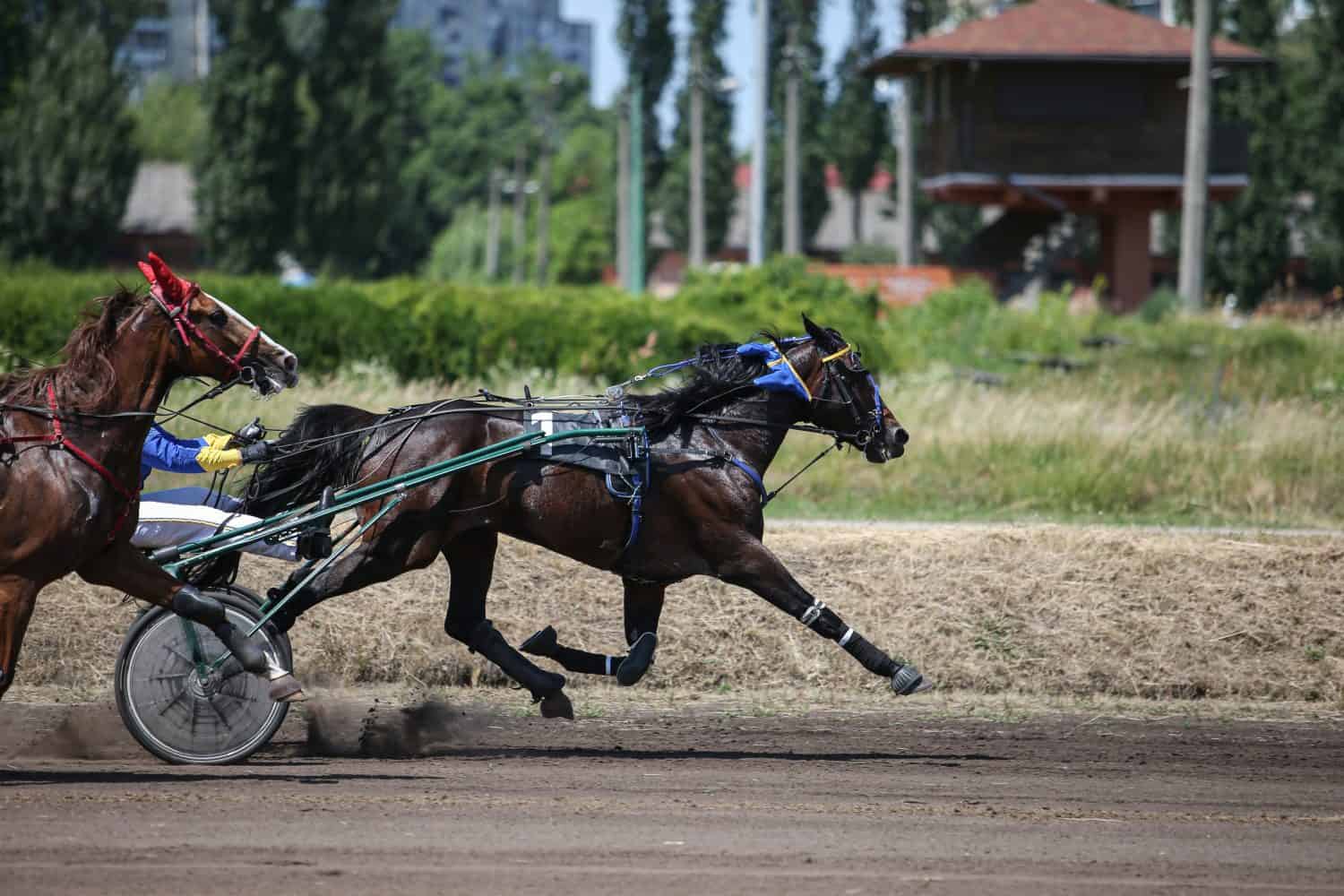 Ippodromo.  Concorso per cavalli trottatori francesi.  Un gruppo di cavalli in corse al trotto.